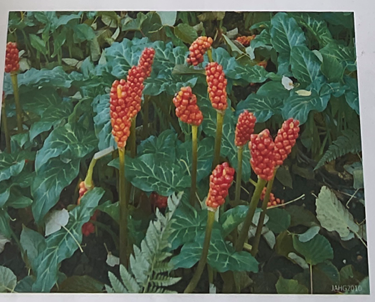 <p>Genre : Arum espèce : sp. famille: Araceae tox : oxalate de calcium dermite de contact mortelle</p>