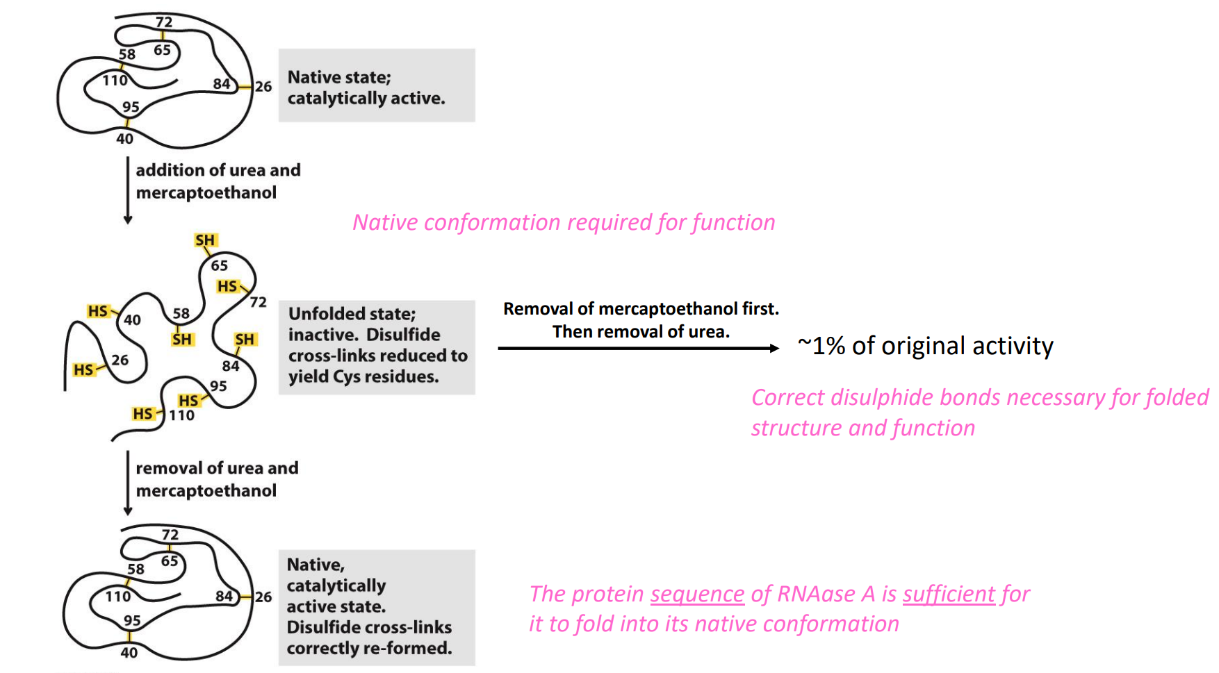 <p>Experiments conducted by Christian B. Anfinsen (1916-1995)</p><ul><li><p>He used RNAase A and questioned:</p><ul><li><p>Is the native conformation of RNAase A required for it to be functional?</p></li><li><p>What are the requirements for RNAase A to fold into its native conformation?</p></li></ul></li></ul><p></p><ul><li><p>NOTE the correct disulphide bonds are required </p></li></ul><p></p>
