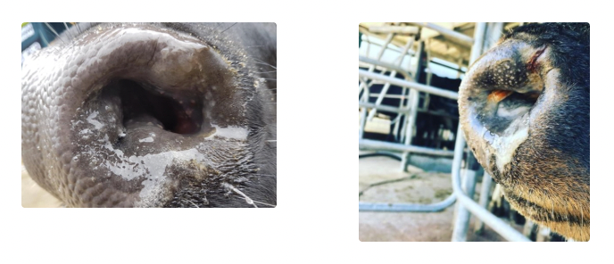 <p>aka. Atopic rhinitis, chronic granular rhinitis, bovine nasal granuloma, allergic rhinitis, stick granuloma</p><p><u>Prevalence:</u> Extremely common in NZ</p><p><u>Aetiologies:</u> Multifactorial</p><ol><li><p>Chronic allergy (eg. pollen, mites, fungal spores) → Seasonal pattern</p></li><li><p>± Infectious bovine rhinotracheitis (IBR)</p></li></ol><p><u>Pathogenesis:</u> Allergic rhinitis → Itchy nose → Stick foreign body in nasal cavity → Granulomatous inflammation</p><p><u>Signalment:</u> Jerseys</p><p><u>Clinical Signs:</u></p><ol><li><p>Swelling of nasal passages → Snuffling and loud breathing</p></li><li><p>Nasal discharge (serous → mucopurulent/bloody with foreign body)</p></li><li><p>Nodular lesions on mucosa (chronic)</p></li><li><p>Severe pruritis → Foreign bodies</p></li></ol><p><u>Treatment:</u></p><ol><li><p>Remove foreign body</p></li><li><p>Steroids? → Abortion of foetus</p></li><li><p>NSAIDs</p></li><li><p>± Anti-histamine</p></li><li><p>Spontaneous resolution if caused by IBR</p></li></ol><p></p>