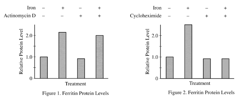 <p>Iron is an essential nutrient that is acquired by organisms from the environment. When intracellular levels of iron are relatively high, living cells synthesize an iron-storage protein called ferritin.</p><p>The induction of ferritin synthesis by iron was investigated in rats. Figure 1 shows the results of an experiment in which cellular levels of ferritin protein were measured in the presence or absence of iron and actinomycin D, a drug that inhibits transcription.</p><p>Figure 2 shows the results of an experiment in which cellular levels of ferritin protein were measured in the presence or absence of iron and cycloheximide, a drug that inhibits translation.</p><p>The data can best be used to support which of the following claims about the mechanism for regulating ferritin gene expression?</p>
