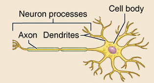 <p>Neuron consisting of a cell body with branching dendrites and an extending myelinated axon.</p>