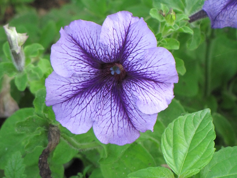 <p>sticky, pubescent leaves and stems</p><p>tightly alternate</p><p>fused, tubular flower</p>