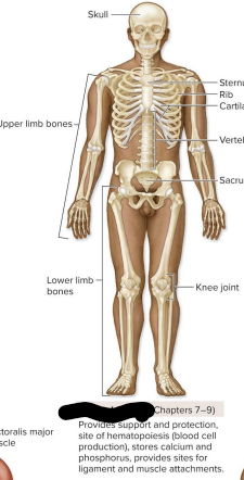 <p>Skeletal system</p>