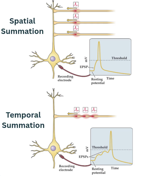 <p>_____ summation - epsps or ipsps arriving NEARER each other (spatially) will summate better</p><ul><li><p>potentials su if close enough in space</p></li></ul><p></p><p>_____ summation - epsps or ipsps arriving closer together in TIME (temporally) will summate better</p><ul><li><p>potentials sum if close enough in time</p></li></ul><p></p>