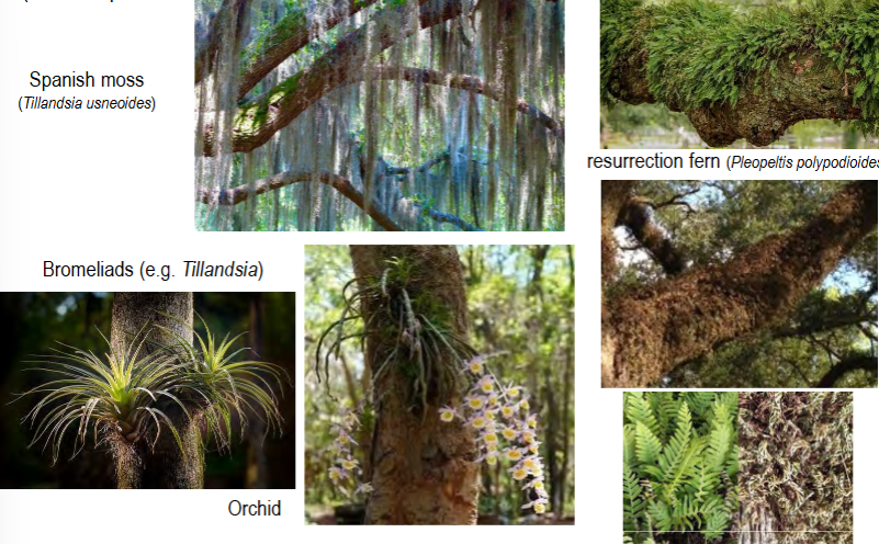 <p>plants that grow on other plants, but don’t derive nourishment from their anchor plant</p><p>aka air plants</p><p>NOT PARASITES</p><p>e.g. bromeliads, orchids, Spanish moss, resurrection fern</p>