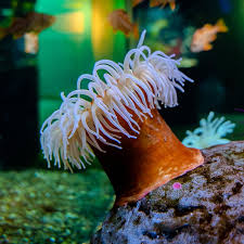 <p>Sea Anemones</p>
