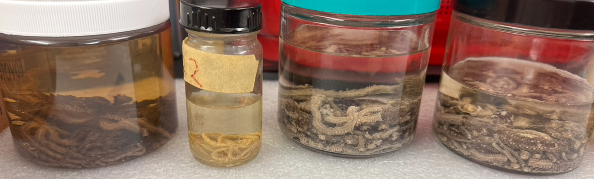 <p>Phylum</p>