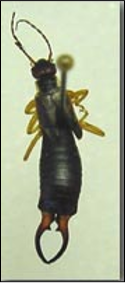 <p>Identify the insect, order, and mouthparts</p>