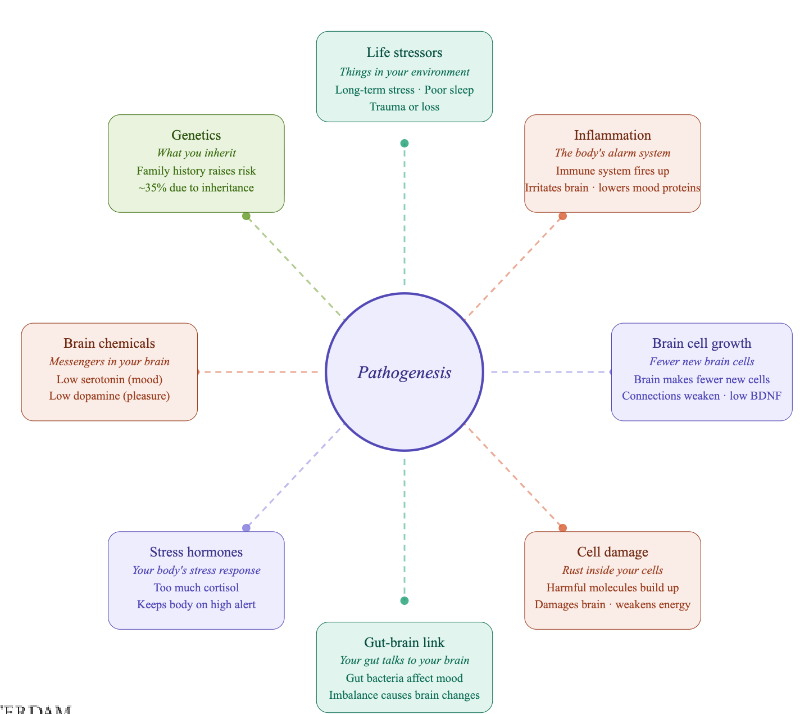 <p>• likely multiple causes occurring together that cause depression → interaction</p><p></p>