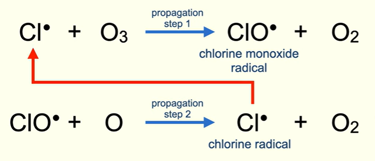 <p>A chlorine radical reacts with molecule of ozone, produces oxygen molecule plus a highly reactive chlorine monoxide radical</p><p>In step 2 , the chlorine monoxide radical reacts with oxygen radical</p><p>Now chlorine radical from step 2 can go back and trigger step 1 again</p>