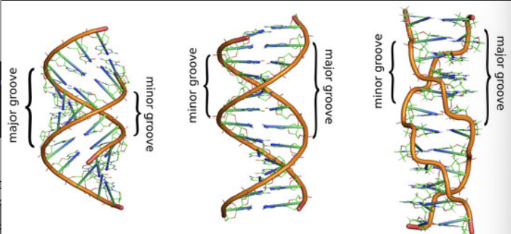 <p>Label the DNA </p>