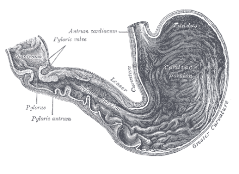 <ul><li><p style="text-align: justify;"><span style="background-color: transparent;">Befogadóképessége: <strong>1,2-2</strong> liter (max. 4-5 l)</span></p></li><li><p style="text-align: justify;"><span><strong>Nyálkahártya</strong></span><span style="background-color: transparent;">: jellegzetesen redőzött, telten kisimul</span></p></li><li><p style="text-align: justify;"><span><strong>Sejttípusai</strong></span><span style="background-color: transparent;">:</span></p><ul><li><p style="text-align: justify;"><span><strong>Fősejt</strong></span><span style="background-color: transparent;">: emésztőnedvet termel (fehérjebontó → pepszin)</span></p></li><li><p style="text-align: justify;"><span><strong>Fedősejt</strong></span><span style="background-color: transparent;">: sósavat termel</span></p></li><li><p style="text-align: justify;"><span><strong>Melléksejt</strong></span><span style="background-color: transparent;">: nyákot termel (bevonja, védi)</span></p></li></ul></li></ul><ul><li><p style="text-align: justify;"><span><strong>Gyomornedv</strong></span><span style="background-color: transparent;">: <strong>2-2,5</strong> liter/nap, tartalma: víz, emésztőnedv, sósav, nyák</span></p></li><li><p style="text-align: justify;"><span><strong>Izomzata</strong></span><span style="background-color: transparent;">:</span></p><ul><li><p style="text-align: justify;"><span style="background-color: transparent;">Bejáratnál, kimenetnél gyűrűizom</span></p></li><li><p style="text-align: justify;"><span style="background-color: transparent;">Réteges felépítése teszi lehetővé a perisztaltikus- és keverőmozgást</span></p></li><li><p style="text-align: justify;"><span style="background-color: transparent;">Üres gyomor mozgása: levegővel kevert → <strong><em>gyomorkorgás</em></strong></span></p></li><li><p style="text-align: justify;"><span style="background-color: transparent;">Perisztaltika „megfordulása”: <strong><em>hányás</em></strong></span></p></li></ul></li></ul><p></p>