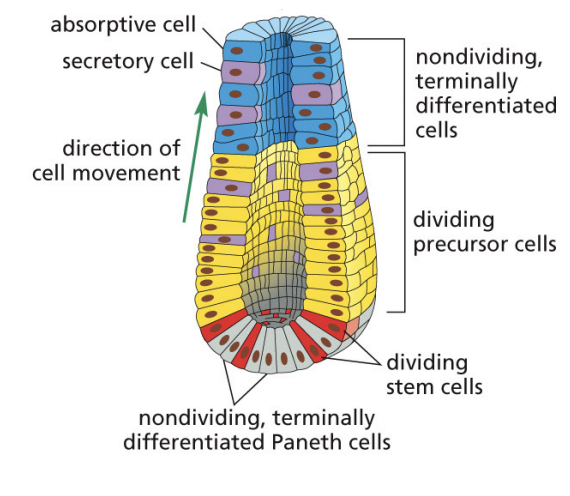 <p>divide to generate precursor cells which then divide and differentiate into specialized cells of the epithelium, which then travel upwards and are lost at top of the villus</p>