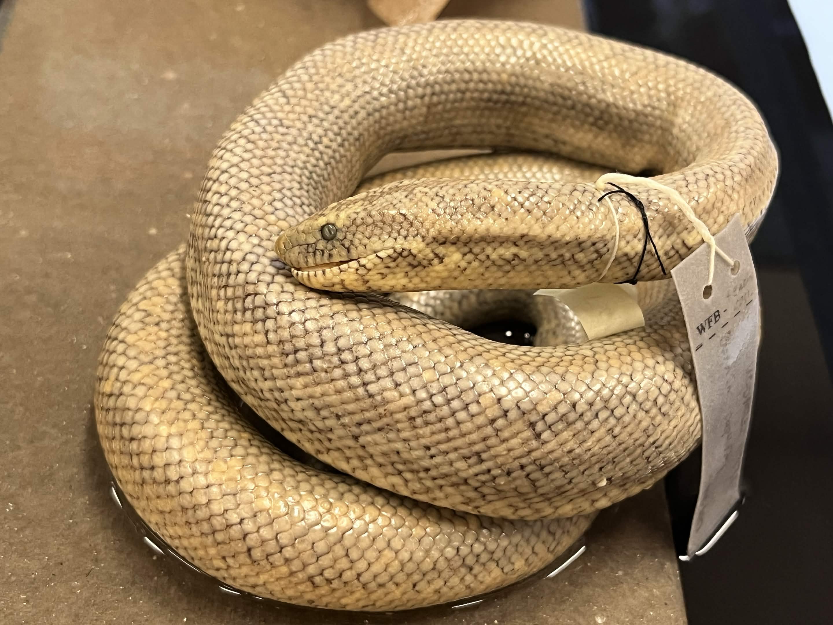 <p>Infraorder + Family + Scientific name?<br>3 longitudinal stripe </p>