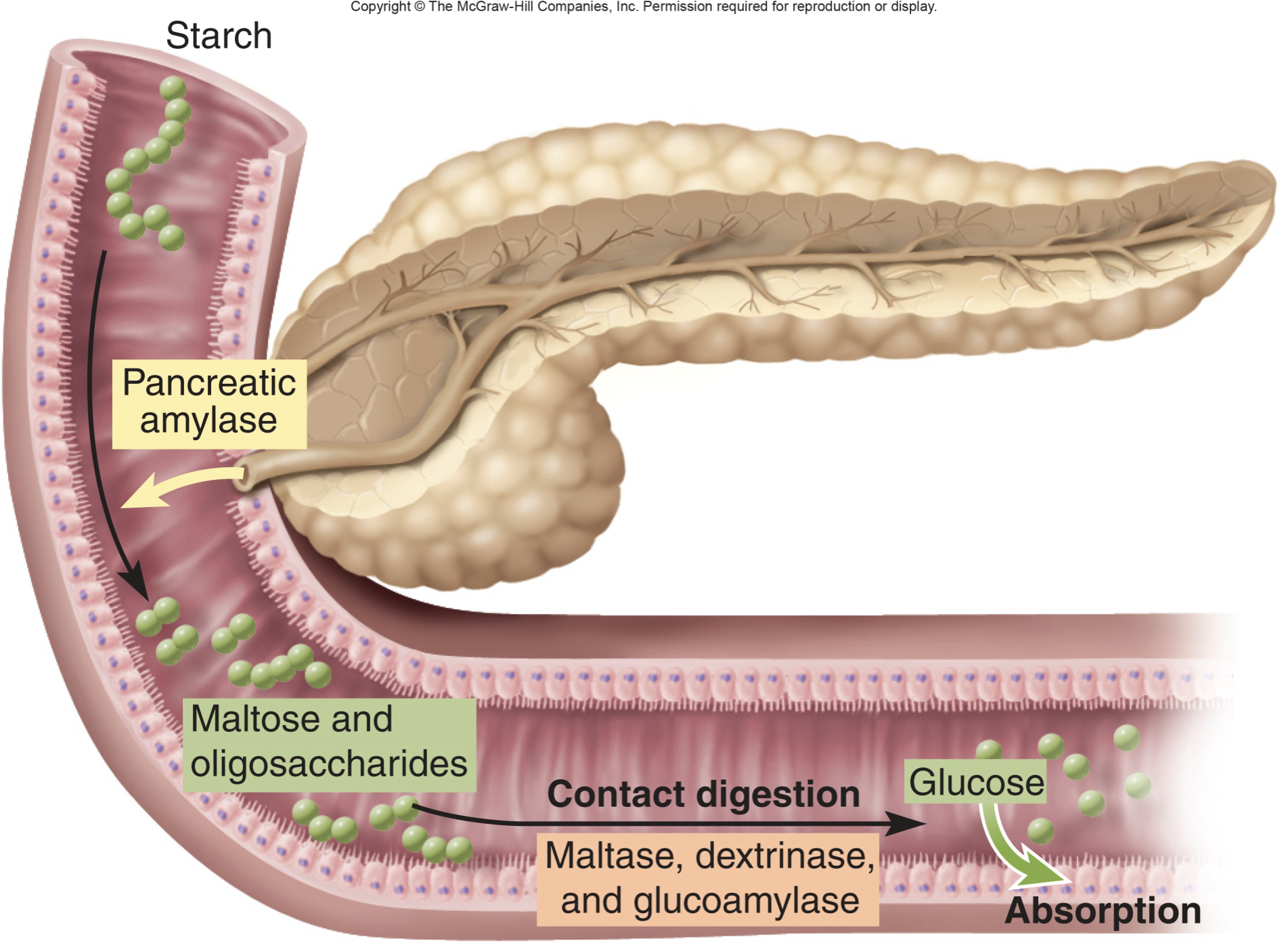 <p><strong>digestion & absorption: carbohydrates </strong></p><p>-enterocytess (absorptive cells) can only absorb ___</p><p>-begins with ___</p><p>-continued by __</p><p>-__ digestion produces ___</p>