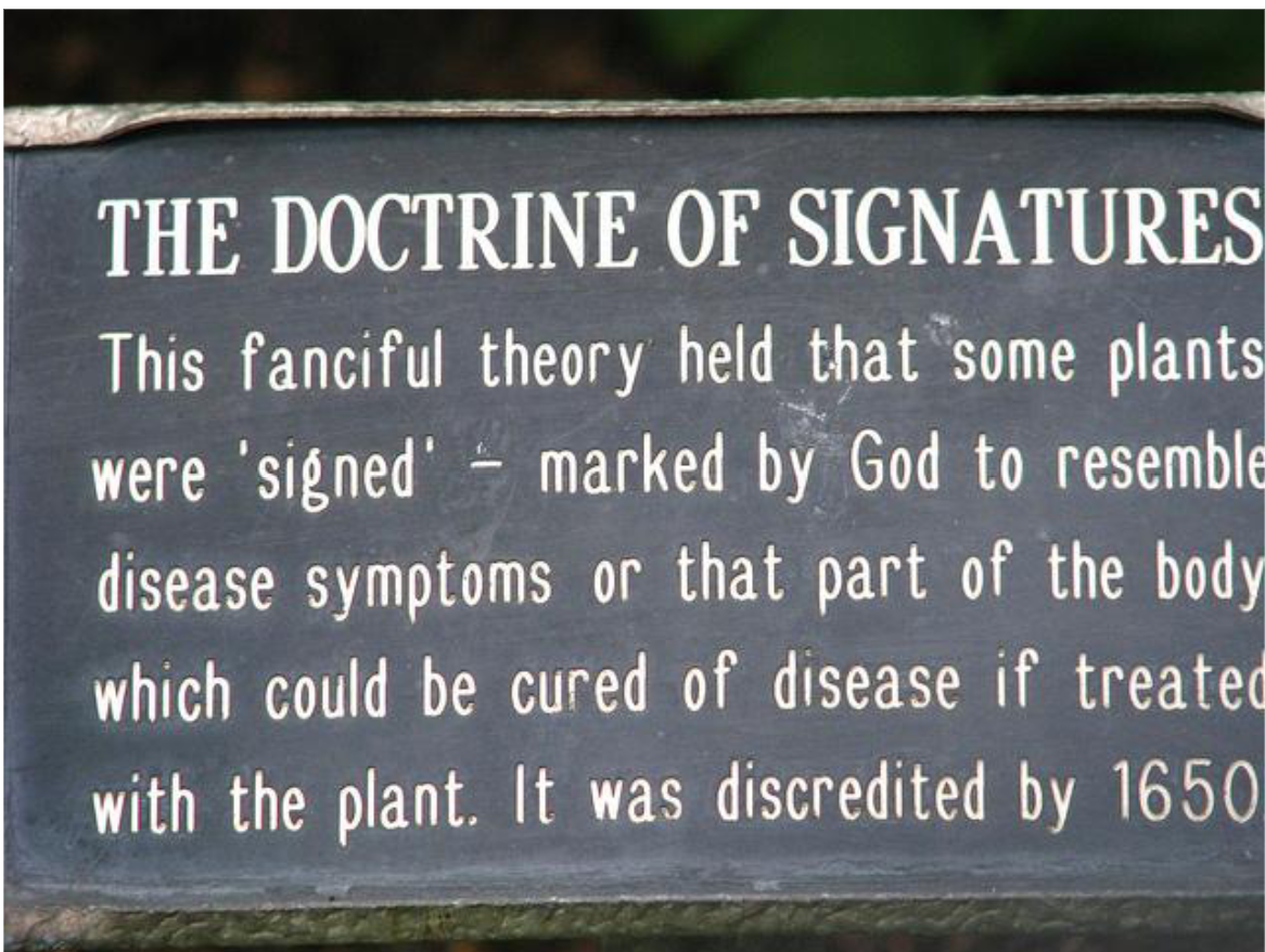 <p>Plant parts that resembled human body parts, animals, or other</p><p>objects were thought to have useful relevance to those parts, animals,</p><p>or objects</p><p>_</p><ul><li><p>People thought that God had made herbs for the use of men and given them particular Signatures that could be read to cure disease, such as</p></li><li><p>Walnuts were good to cure ailments of the head because they had a perfect signature for the head!</p></li><li><p> The holes in the leaves of Saint Johns Wort resemble pores of the skin and, therefore, can treat disease and wounds of the skin</p></li></ul><p></p>