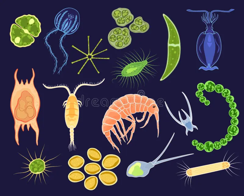 <p>plankton</p>