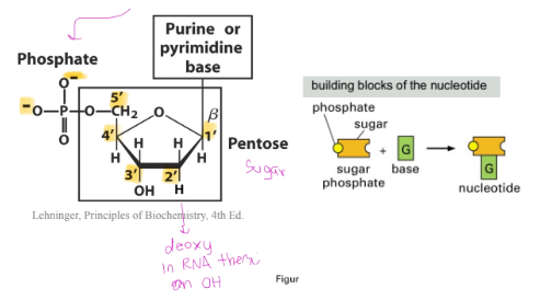 <p>nucleotides and they are made of a phosphate group, pentose sugar, and base</p>