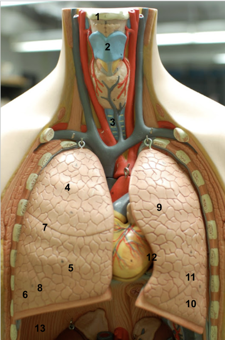 <ol><li><p>Hyoid bone</p></li><li><p>Thyroid cartilage</p></li><li><p>Trachea</p></li><li><p>Superior lobe of right lung </p></li><li><p>Middle lobe of right lung</p></li><li><p>Inferior lobe of right lung</p></li><li><p>Horizontal fissure of right lung -  separates the right superior and right middle lobes of the lung</p></li><li><p>Oblique fissure of right lung - separates the right middle and right inferior lobes</p></li><li><p>Superior lobe of left lung</p></li><li><p>Inferior lobe of left lung</p></li><li><p>Oblique fissure of left lung - separates the left superior and inferior lobes</p></li><li><p>Cardiac notch</p></li><li><p>Diaphragm</p></li></ol><p></p>
