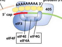 <p>This complex mediates the binding of mRNA to the 43S preinitiation complex. It contains:</p><ul><li><p>eIF4E - (cap binding protein) that binds to the 5’ cap</p></li><li><p>eIF4A - is an ATPase and RNA helicase</p></li><li><p>eIF4G - binds to poly(A) binding protein (PABP)</p></li></ul><p></p>