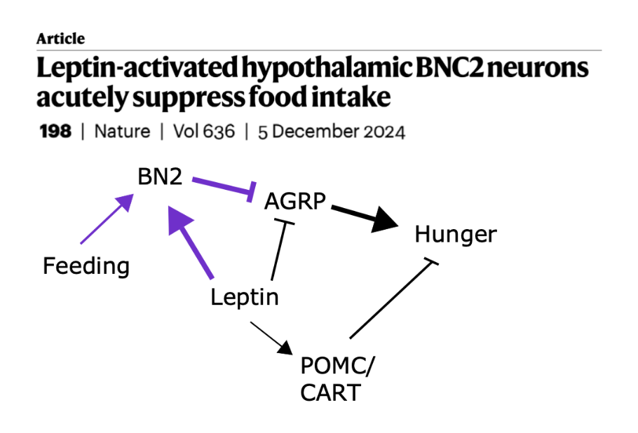 <p>Ablation of leptin receptors on either BN2 or AGRP neurons causes weight gain. Both cell types live in the arcuate nucleus of the hypothalamus.</p>