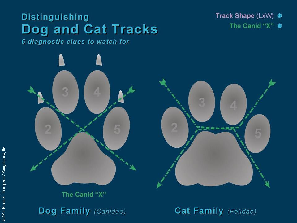 <p><strong>Feline.</strong> Asymmetrical (third toe leads). Ridges make an H, no nails, round outline (L=H). Metacarpal pad is double lobed.</p><p><strong>Canine. </strong>More symmetrical. Ridges make an X, nails (may be small indents), oval outline (L>W). Metacarpal pad is chevron shaped.</p>