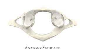 <p>What kind of vert is this?</p>