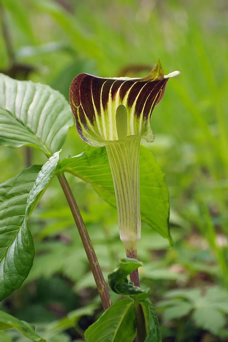 <p>Arisaemea triphyllum</p>