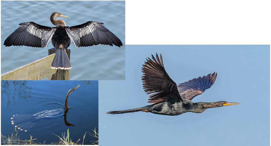 <p>What is the Order, Family, and Common name of this vertebrate?</p>