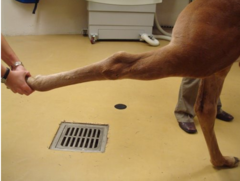 <p>What is the etiology of a ruptured peroneus tertius?</p>