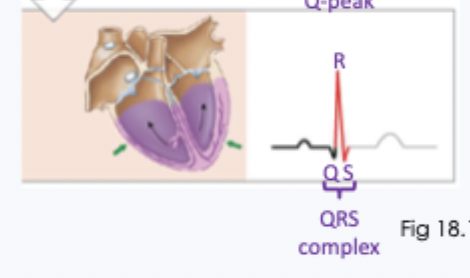 <p>what creates the rest of QRS </p>