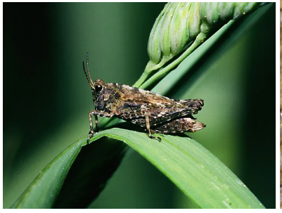 <p>What is hte name of this bug </p>
