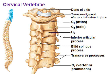 <p>Vertebral of Prominence is the seventh cervical vertebra (C7) and is easily palpable. </p>