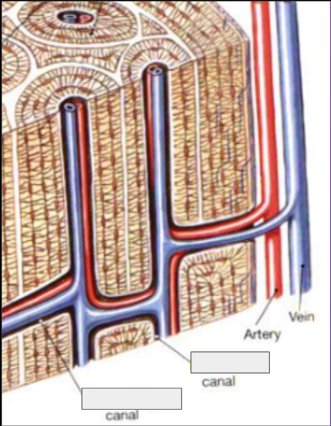 <p>Parts of the Osteon</p><ul><li><p><span style="background-color: transparent;">Lacunae: ______________________________</span></p></li><li><p><span style="background-color: transparent;">Canaliculi: ______________________________</span></p></li><li><p><span style="background-color: transparent;">Haversian Canals = _____________</span></p></li><li><p><span style="background-color: transparent;">Volkman’s Canals = _____________</span></p><ul><li><p><span style="background-color: transparent;">Atomic structures in <strong>(compact/spongy)</strong> bone that contain <strong>______ ______</strong>, including both veins and arteries, to provide <strong>_______ </strong>to the bone tissue </span></p></li></ul></li></ul><p></p>