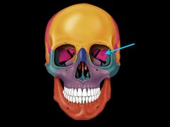<p>Identify this part of the bone.</p>