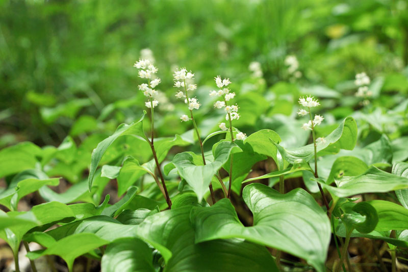 <p>Maianthemum dilatatum</p>