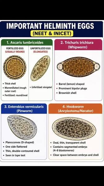 <p>• May be <strong>confused with helminth eggs </strong></p><p>• Appear in <strong>larger </strong>in sizes compared to helminth eggs </p><p>• <strong>Polygonal</strong> and <strong>flattened </strong></p><p>• <u>Interior portion </u>is <strong>unorganized and contain large vacuoles</strong></p>