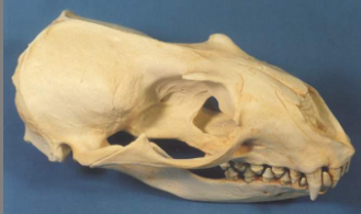 <p>Eumetopias jubatus</p>