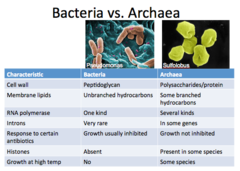 <p>Bacteria vs. archaea</p>