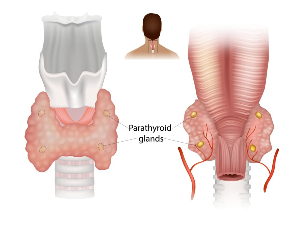 <ul><li><p>parathyroid hormone: increases calcium levels in the blood </p></li><li><p>breaks down bone, increases calcium absorption into the blood, and reduces calcium loss in urine </p></li></ul><p></p>