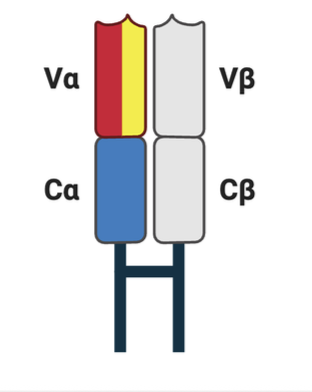 <p>encoded on Chromosome $$14$$, consisting of $$V_{\alpha}$$ and $$J_{\alpha}$$ segments.</p>
