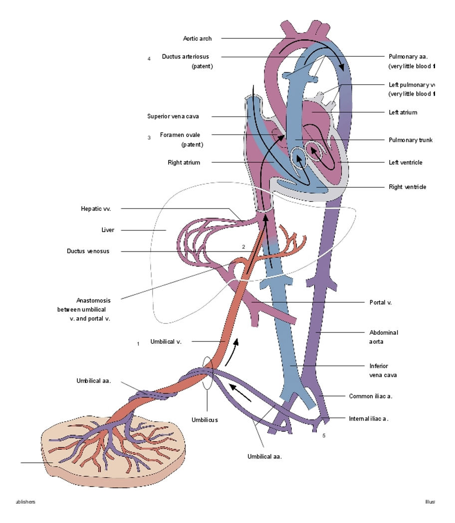 <p><span><em>Bypasses pulmonary circulation</em></span></p><p></p><p><span style="font-family: "Helvetica Neue";">•</span><span><strong>Foramen </strong></span><span style="font-family: "Helvetica Neue";"><strong>Ovale</strong></span></p><p><span style="font-family: "Helvetica Neue";">•</span><span>Shunts blood from right atrium to left atrium</span></p><p><span>•</span><span style="font-family: "Helvetica Neue";">Closes at birth to become the <strong>Fossa Ovalis</strong></span></p><p style="text-align: left;"></p><p><span style="font-family: "Helvetica Neue";">•</span><span><strong>Ductus Arteriosus</strong></span><span style="font-family: "Helvetica Neue";"><strong>,</strong></span></p><p><span style="font-family: "Helvetica Neue";">•</span><span>Shunts blood from pulmonary trunk to aorta</span></p><p><span>•</span><span style="font-family: "Helvetica Neue";">Shrinks at birth to become the <strong>Ligamentum Arteriosum</strong></span></p>