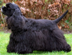 <p>welke type hond is dit</p>