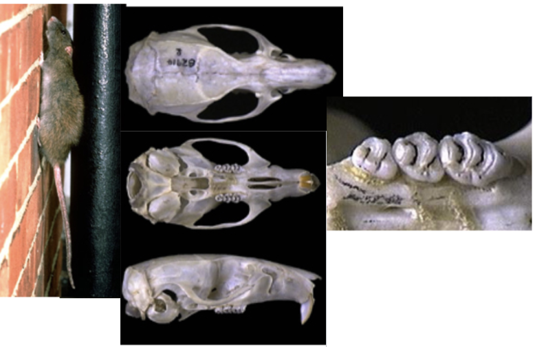 <p>What suborder, family, genus, and species?</p>