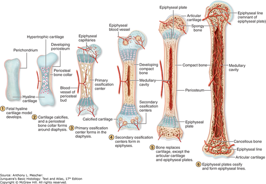 <p>Bone formation by replacing a hyaline cartilage model.</p><p> Sequence: </p><ol><li><p>Cartilage model forms</p></li><li><p>Bone collar develops</p></li><li><p>Cartilage calcifies</p></li><li><p>Chondrocytes hypertrophy and die</p></li><li><p>Blood vessels invade</p></li><li><p>Osteoblasts deposit bone</p></li><li><p>Primary ossification center forms</p></li><li><p>Secondary ossification centers form later</p></li></ol><p>Responsible for:</p><ul><li><p>Long bones</p></li><li><p>Most bones of body</p></li></ul><p></p>