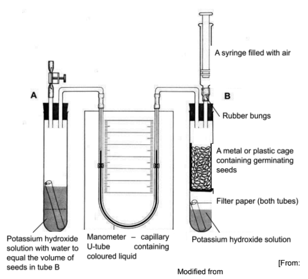 <p>Explain respirometer experiment #2</p><p>What is the purpose of the potassium hydroxide solution and the capillary tube containing coloured liquid?</p>
