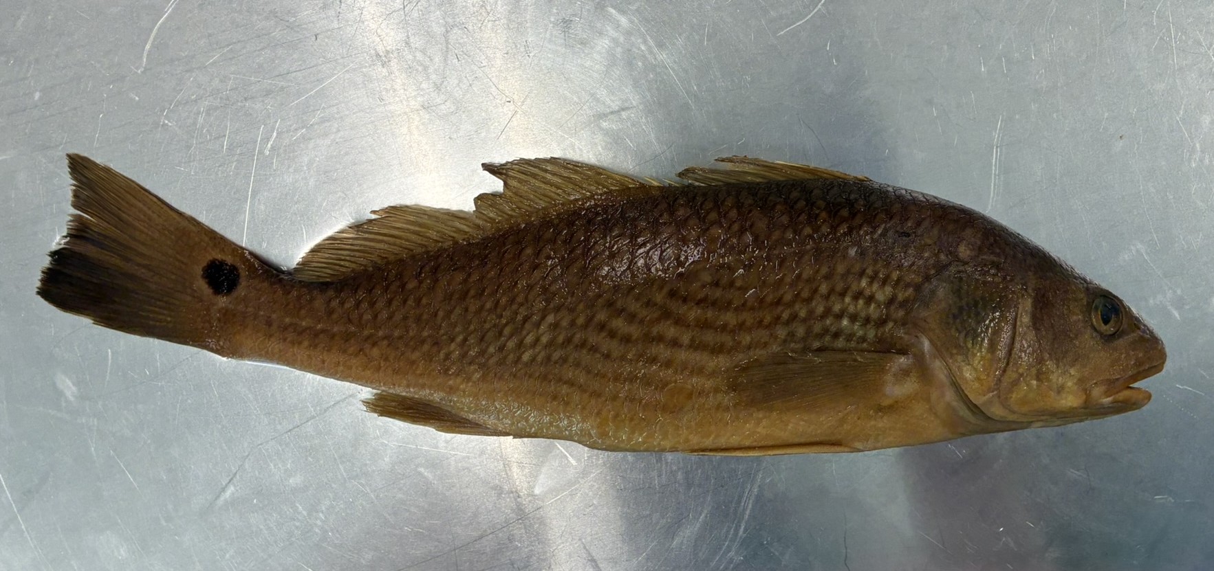 <p>Family Sciaenidae (drums and croakers) - <em>Sciaenops ocellatus</em></p>