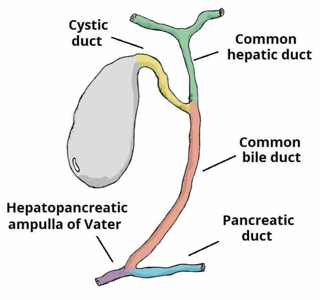 <p>hepatopancreatic ampulla (ampulla of vater)</p>