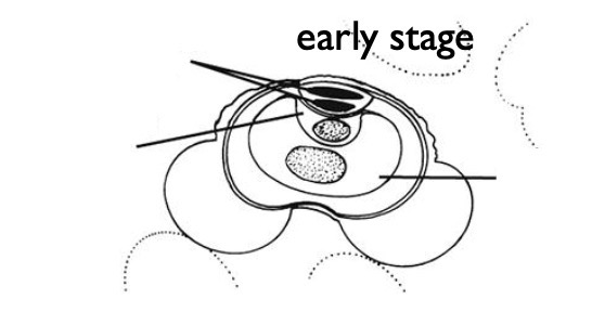 <p>Label the structures of a pollen grain at its 4-celled stage.</p>
