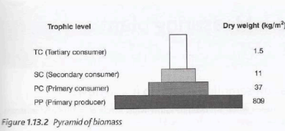 Pyramid of biomass